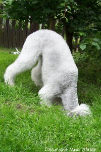 100_0391-1 - Kopie.jpg